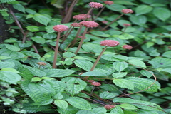 Lecanthus peduncularis